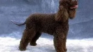 Irish Water Spaniel