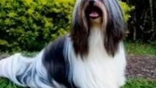 Lhasa Apso