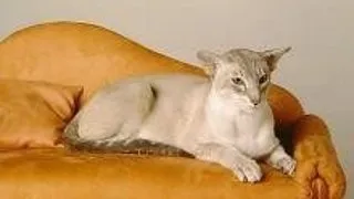 Siameza