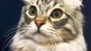 American Curl