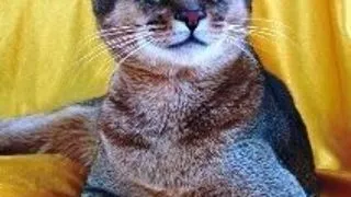 Abisiniana - Abyssinian cat