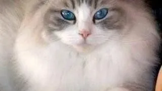 Ragdoll