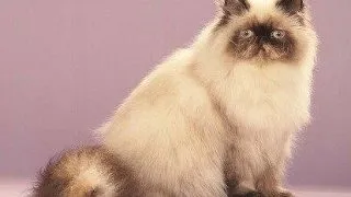 Himalayana