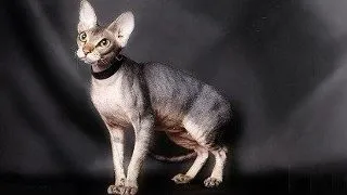 Peterbald