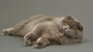 Scottish Fold