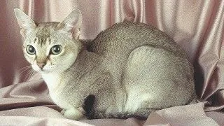 Singapura
