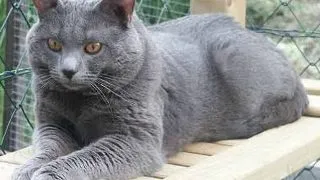 Chartreux