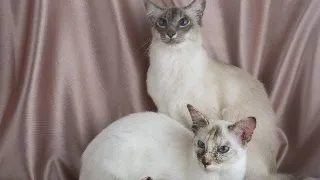 Balineza
