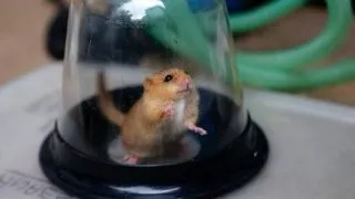O capsula care a plutit in spatiu cu animale la bord timp de o luna a revenit pe Pamant