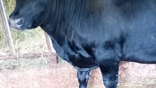 Cum se prezinta o vaca bine-crescuta?