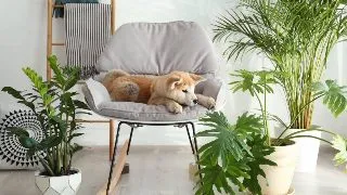 Plante de apartament sigure pentru animalele de companie. Ce tipuri de flori poti sa alegi