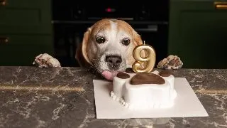 Rasfat alimentar canin: de la crochete la mese festive