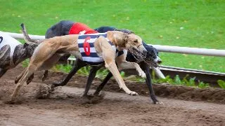 Animalele in lumea pariurilor sportive: care sunt animalele pe care mizeaza pariorii?