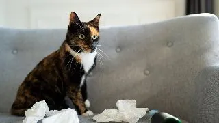 Toxoplasmoza