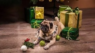Ce decoratiuni de Craciun sa alegi pentru siguranta animalelor de companie: Sfaturi pentru a evita pericolele