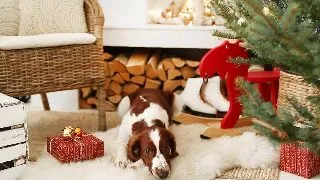 Pensiuni Pet-Friendly in Romania pentru concediul de iarna: Locuri ideale unde poti merge cu animalul de companie