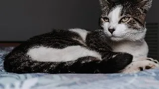 Cea mai batrana pisica din lume: Record de longevitate si obiceiuri neobisnuite ale rasei Domestic Shorthair