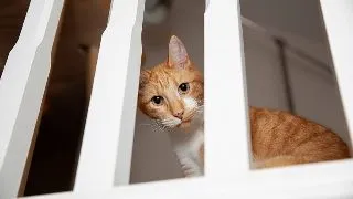 Cum sa pregatesti casa pentru pisica ta daca o lasi singura 5 zile: Sfaturi utile si recomandari esentiale