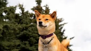 Lectiile de viata ale cainelui Hachiko