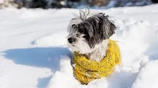 Ce animale domestice pot fi imbracate iarna si care nu: Sfaturi de la specialisti