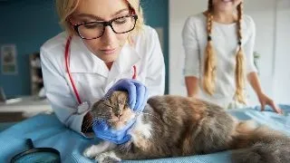Virusul imunodeficitar felin