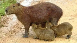 Capibara