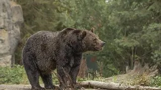 Top 5 parcuri naturale din Romania unde poti observa animalele in mediul lor natural
