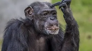 Topul celor mai inteligente specii si lectiile pe care le putem invata de la ele