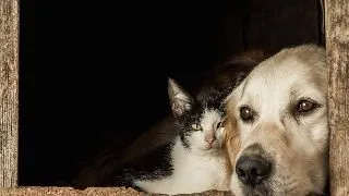 Primele semne ca animalul tau de companie imbatraneste