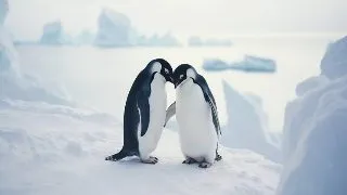 Animale care isi aleg un singur partener de viata