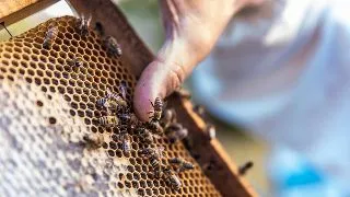 Albina este insecta esentiala pentru natura si sanatatea noastra