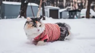 De ce nu trebuie sa imbracam animalele?  Ce spun specialistii despre impactul asupra sanatatii si confortului lor