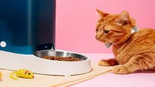 Cele mai inovative gadgeturi pentru animalute in 2025