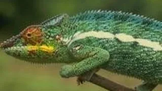 Cameleon - soparla exotica ce-si schimba culoarea pielii