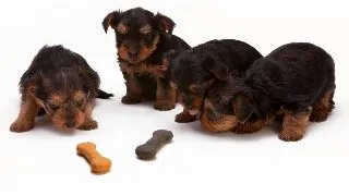 Cum alegi cea mai potrivita hrana pentru animalutul tau