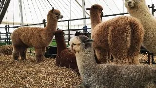 Terapia cu Alpaca: O abordare inovatoare in ingrijirea mentala si emotionala