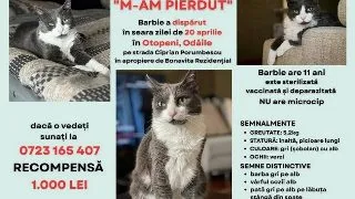 Pisica pierduta in Otopeni cautata cu disperare de stapana sa: Vreau doar sa o aduc acasa