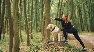 De ce au nevoie animalele de companie de miscare zilnica