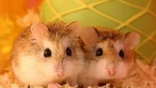 Hamsterul Roborovski
