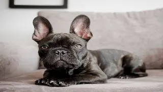 Buldog Francez sau Boston Terrier?