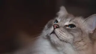 Iata cum poti adapta un dulap metalic pentru animalutele tale!