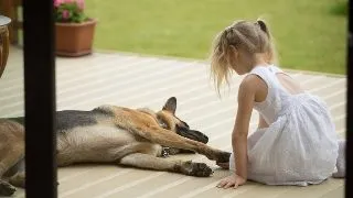 Sfaturi utile pentru a proteja animalele de caldura in zilele toride de vara