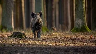 Trufele: Ciupercile preferate ale mistretilor si bucatarilor