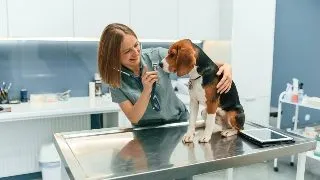Ce masuri trebuie sa iei inainte de a merge cu patrupedul tau la medicul veterinar?