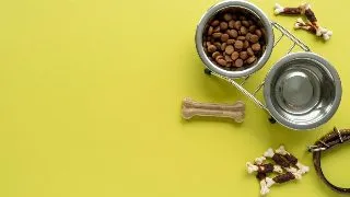 Alergiile alimentare la caini: Semne, cauze si cum sa le gestionezi cu un buget rezonabil