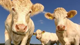 Au animalele nevoie de suplimente? Ghid util si rapid