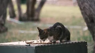 Top 5 alimente pe care pisica ta nu are voie sa le manance