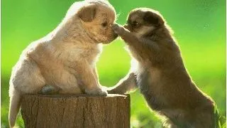 Animalele fac lucruri traznite