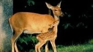 Caprioara este cea mai mica specie de capre salbatice