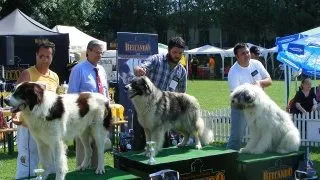 Expozitie canina la malul marii   C.A.C.I.B. 2009 Constanta